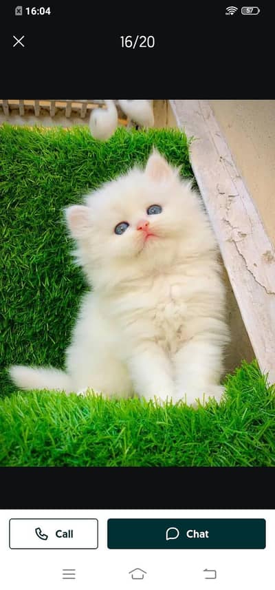 Persian cat for sale male or female my WhatsApp3093629454