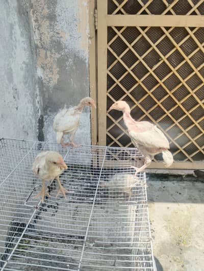 heera chiks