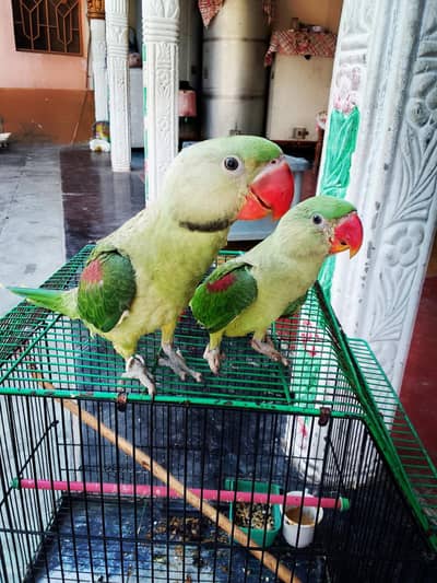 HAND TAME FULL BIG SIZE RAW PARROT FOR SALE