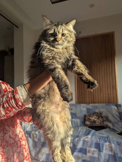 Female Persian Cat , playful , litter trained