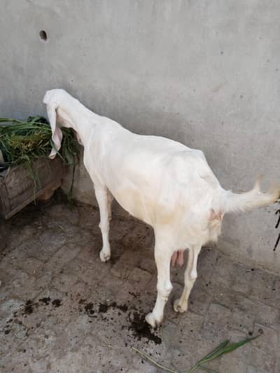 RAJANPURI GOAT 4 MONTH PREGNANT