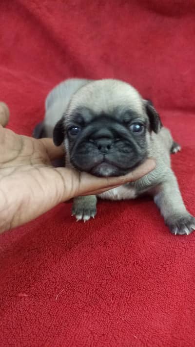 healthy active male pug puppies