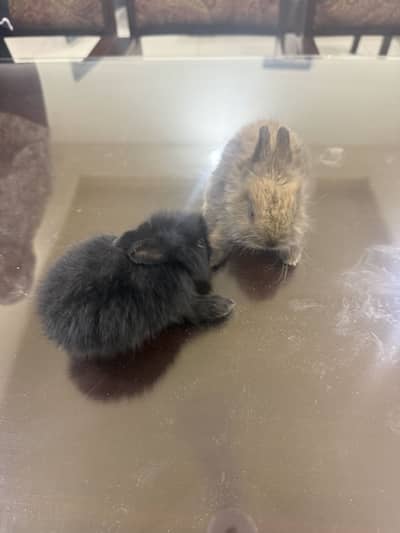 Angora Rabbit