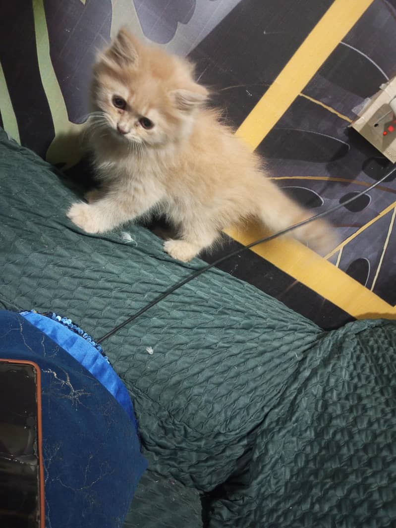 Persian cat 0