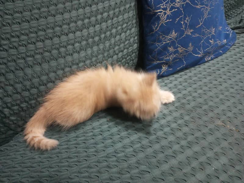 Persian cat 1