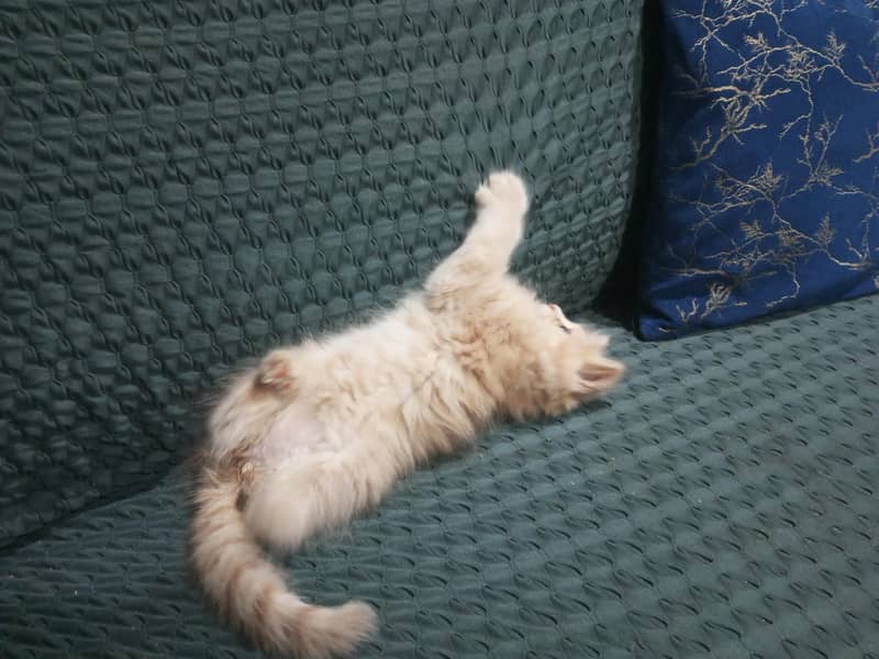 Persian cat 2