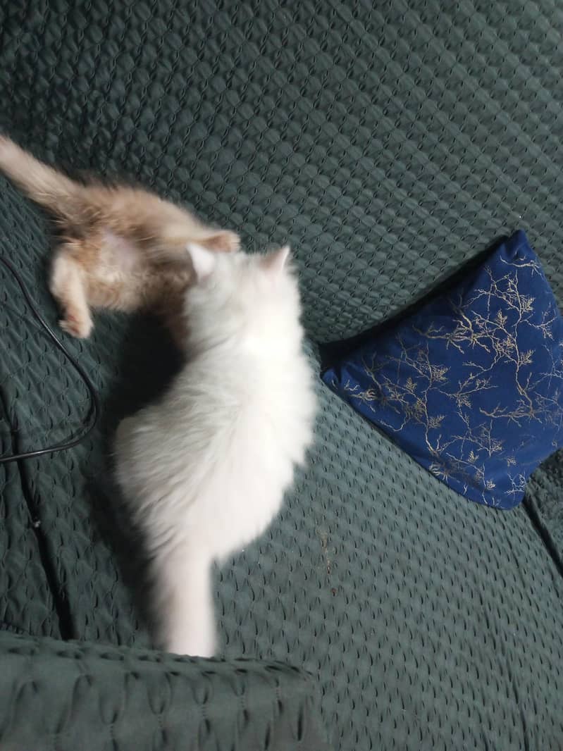 Persian cat 3