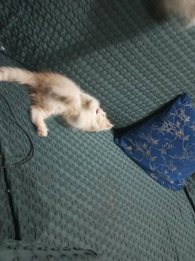 Persian cat 4