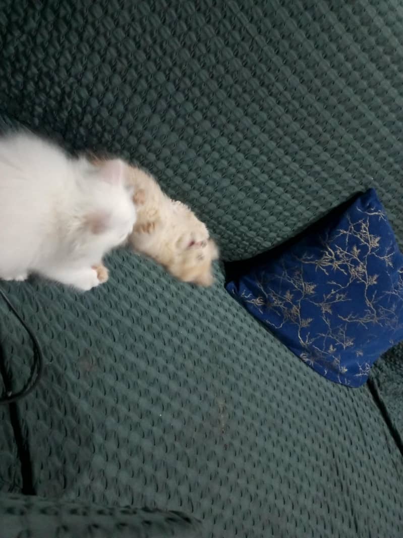 Persian cat 5