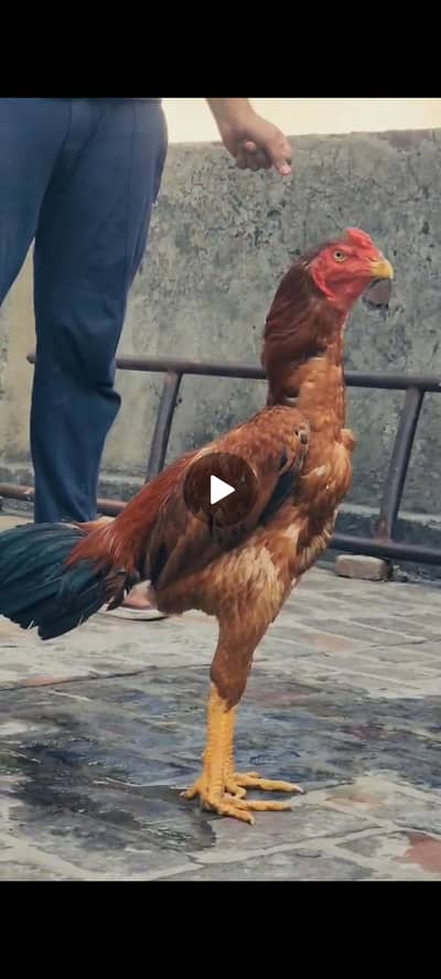 Quality speaks video available