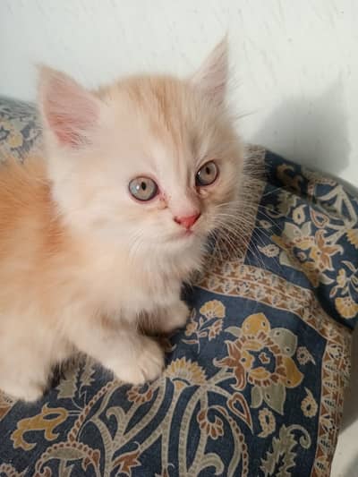 Pure Persian semi punched