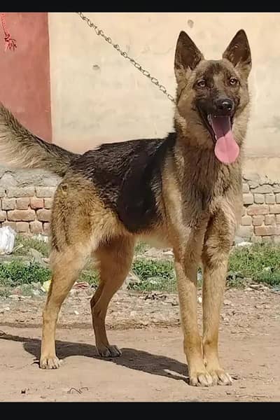 Beautiful German Shepherd dog female.