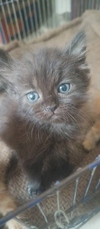 parsian kitten  for sale