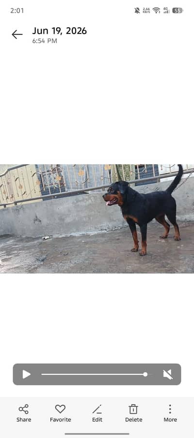 Rottweiler female