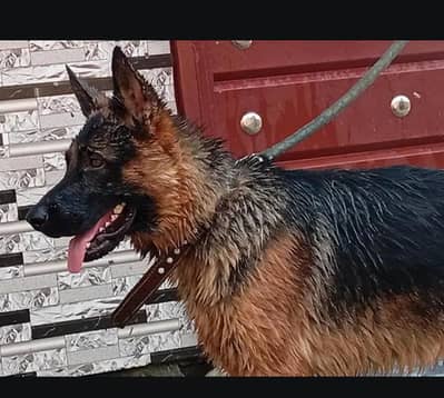 German Shepherd dog full active