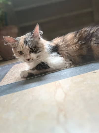 Single coat Persian cat for sale