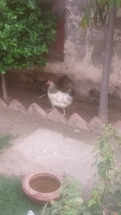 4 Egg Hen 1 Cock Misri Golden for sale