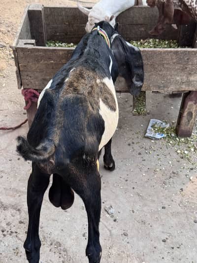 2 bakry for sale