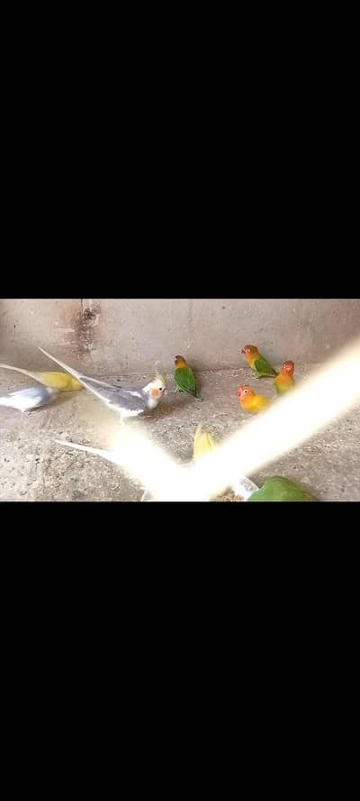 2 Cocktail Male for sale