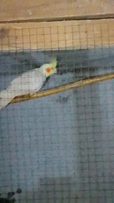cocktail CONFIRM BREEDER PAIR