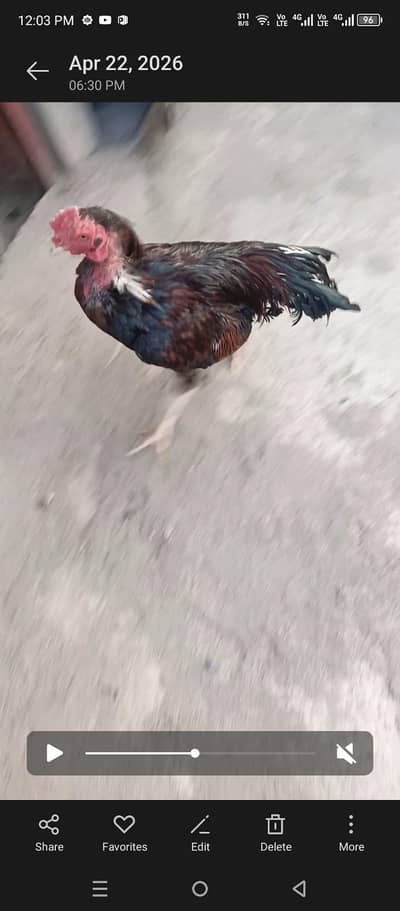 Lasani Breed 0334-8532418