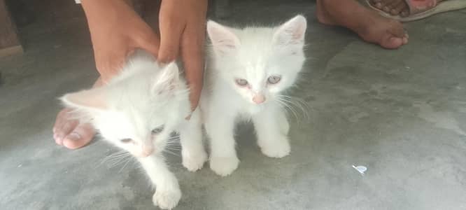 Cat baby for Sale