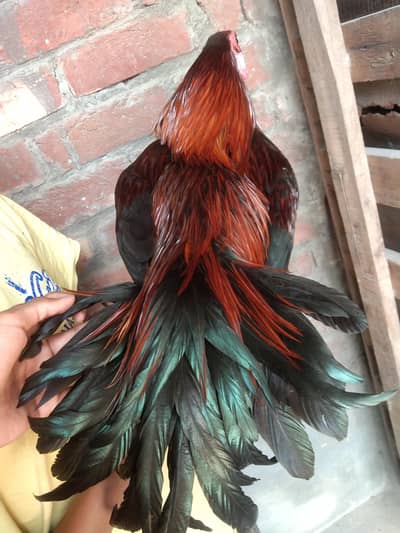 Dragon Male forsale