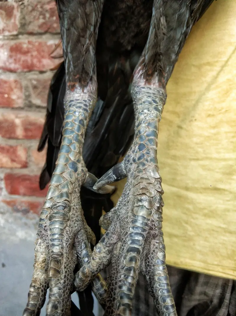 Dragon Male forsale — photo 4