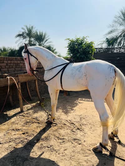Best nezabaz horse for sale and breeder