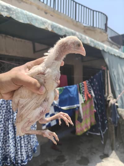Aseel chick