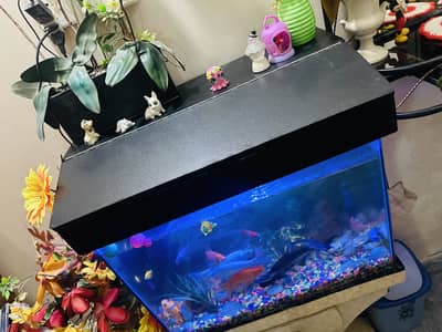 Fish aquarium