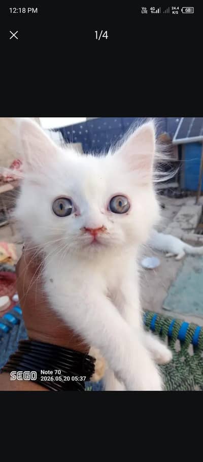 parsian kitten  for sale