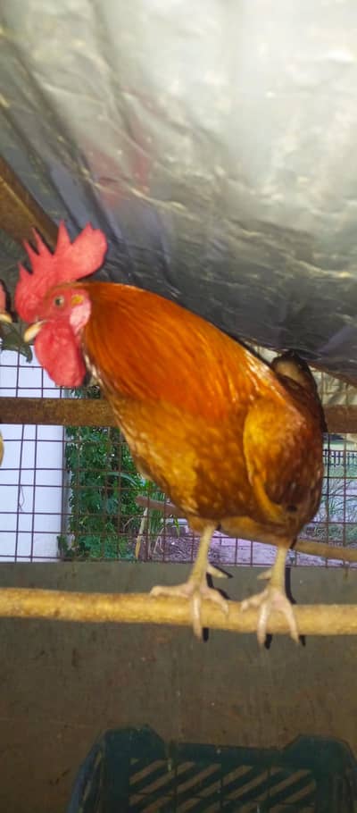 Hens sale