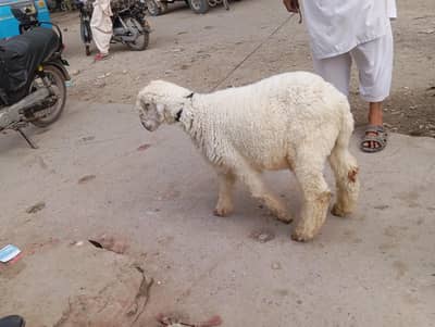 mundra sheep