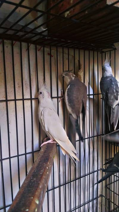 painapele conure coktial Bird 