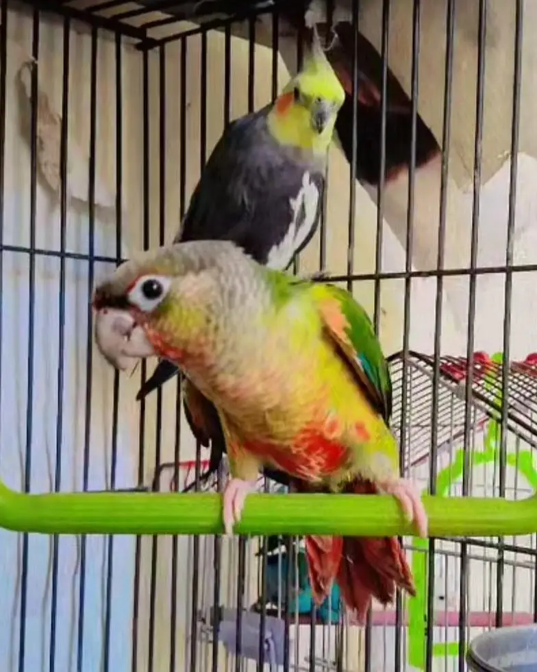 painapele conure coktial Bird  — photo 3