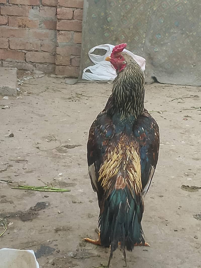 aseel murga 1
