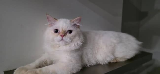Beautiful Persian Cat for sale