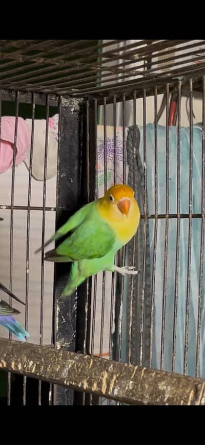 love birds opalines and fisheries 50 PCs aik nahi Mily ga