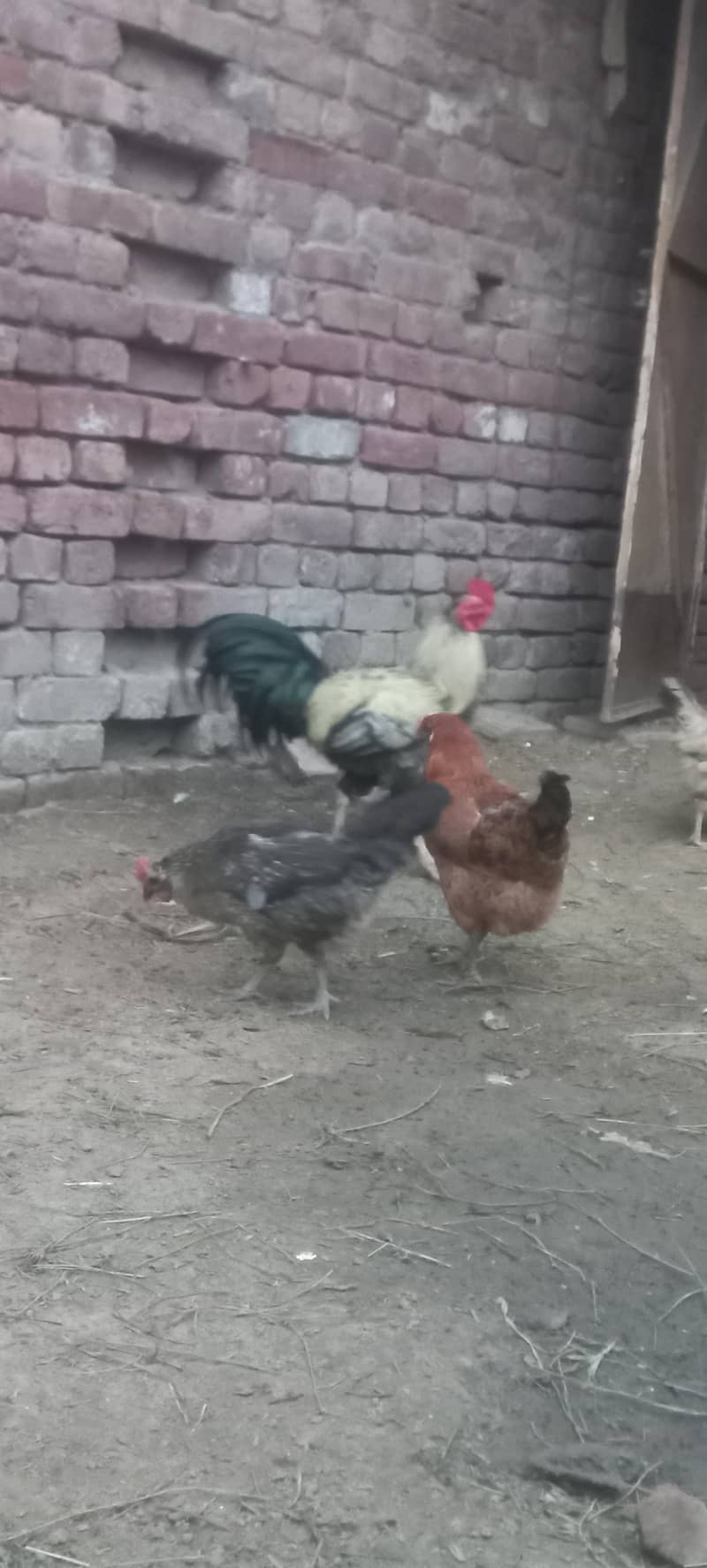 مرغی دیسی انڈہ دیتی ہں 3
