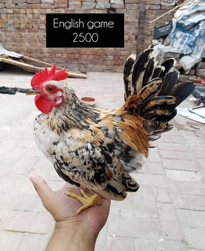 2 fancy males for sale