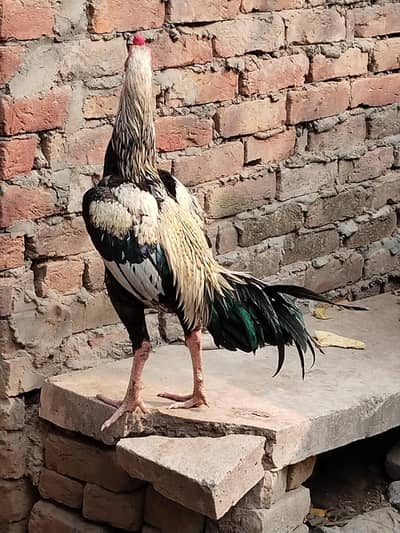 aseel murga