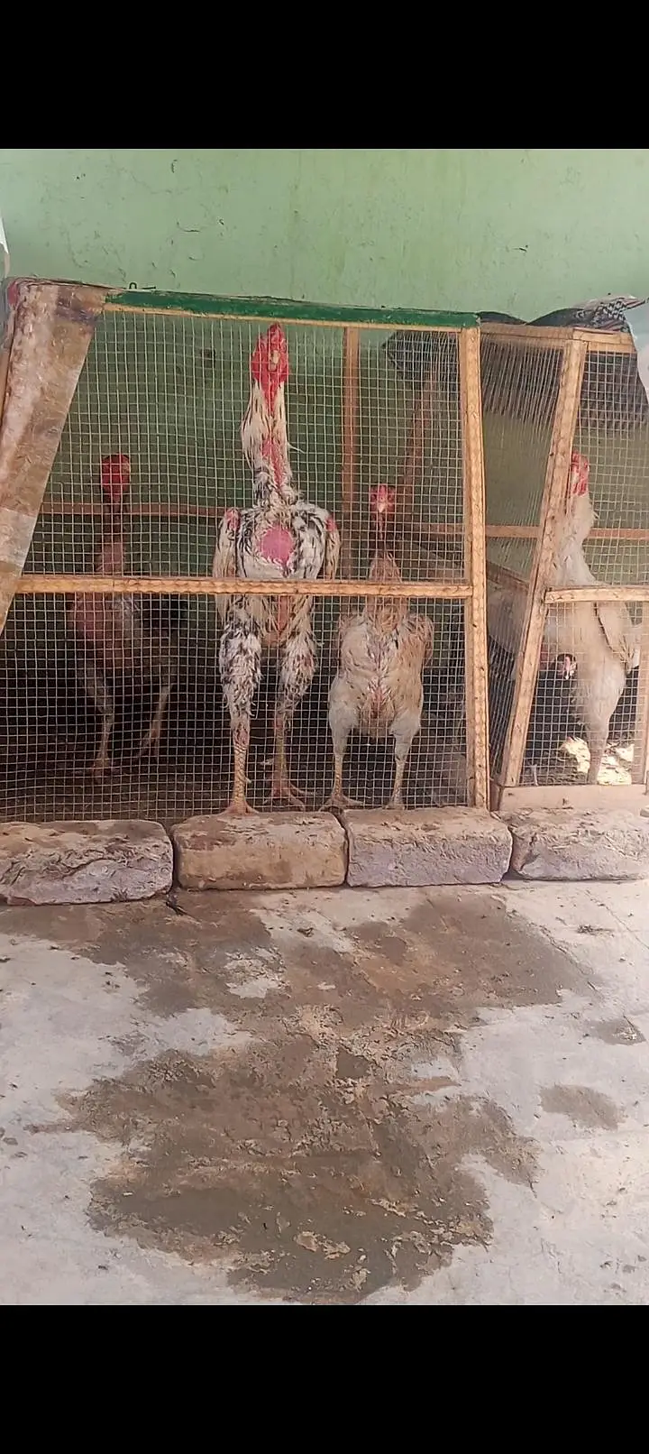 Shamo Aseel Patha Japanese Shamo Long Height Murga Murgha 03098573144 — photo 6