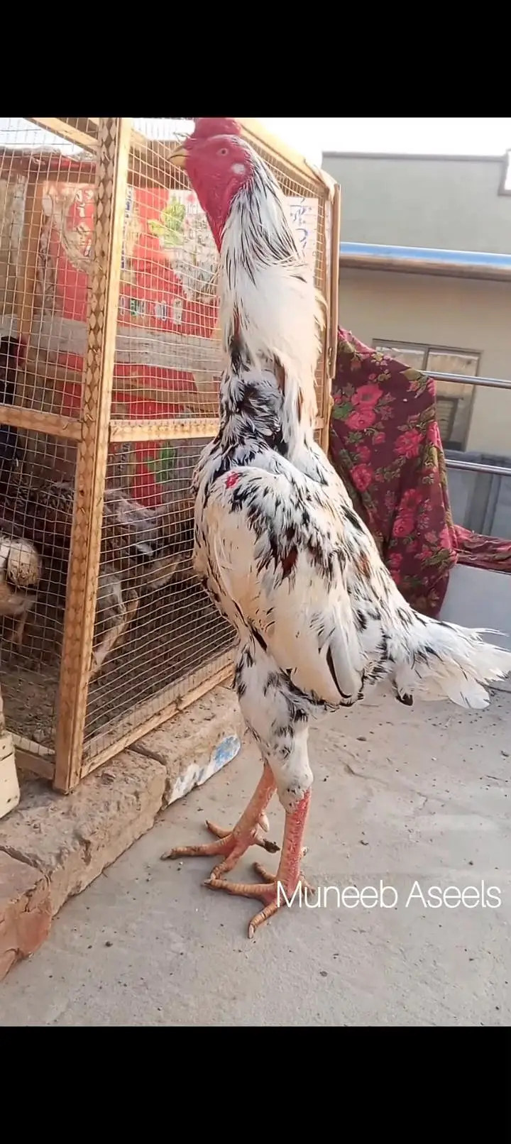 Shamo Aseel Patha Japanese Shamo Long Height Murga Murgha 03098573144 — photo 7