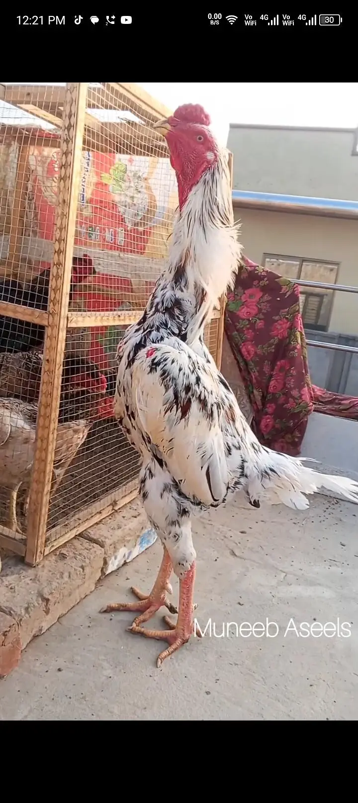 Shamo Aseel Patha Japanese Shamo Long Height Murga Murgha 03098573144 — photo 8