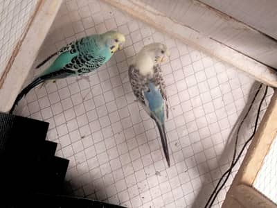 Australian parrot
