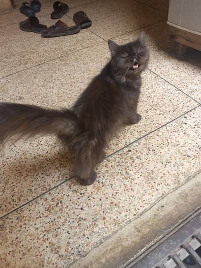 pikiface near to breed cat