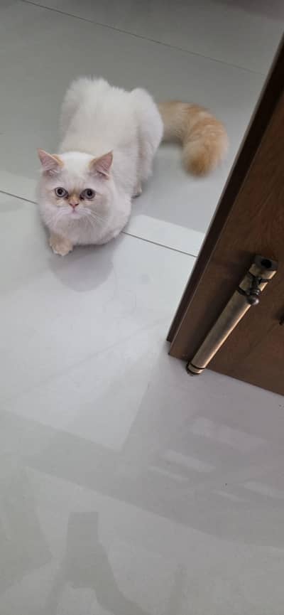 White with Golden Ears and Tail ( Double Coat) Male Cat