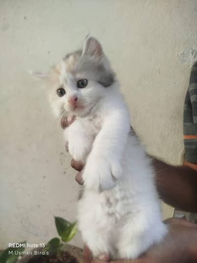 cat for sale