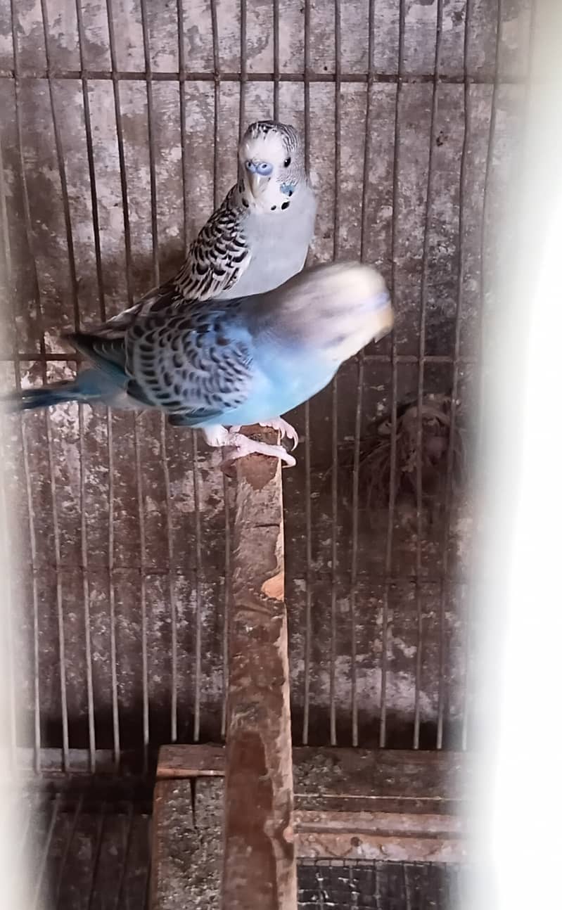 Budgie 0